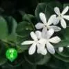 Special Scent  Image of Special Scent