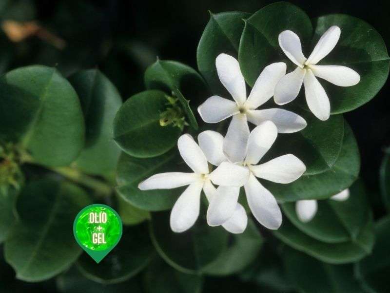 Olfactory notes: heart notes
It is an essence with rich and delicate floral notes. Its heart notes are almost similar to those of honey but less sweet.
It is a very ancient plant, which comes from the East and is now also cultivated in Italy and is widely used in the cosmetic and herbal fields.
Today jasmine is widely cultivated because of its flowers, which give off a really intense and perfect perfume for the preparation of perfumes and essences.
The essence of Jasmine is offered both in OILY SOLUTION and in GEL SOLUTION