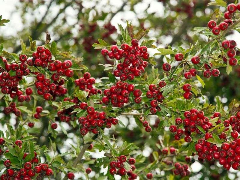 Profumo Ambiente Biancospino, fragranze ambienti, deodorante ambienti, profumazione ambienti, marketing olfattivo, aroma per ambienti