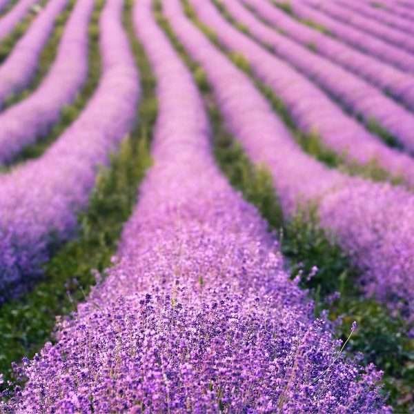Lavender environment Scent has many properties and has been used since Roman times to perfume rooms and in aromatherapy