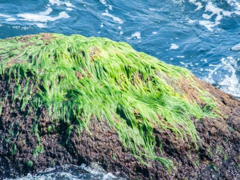 Sublime Marine Room Fragrance