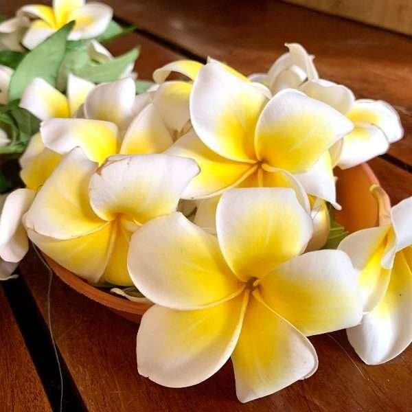 Profumo Ambiente Fiori di mare, fragranze ambiente Rosa hawaiana, deodorante ambienti, profumazione ambienti, marketing olfattivo, aroma per ambienti