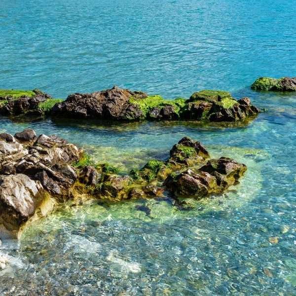 Sublime ambient scent Fragrance immediately brings us back to the sea breeze, to the pleasant sensation of salt, and then arrives with the sweet scent of myrtle, followed by the pleasant warmth of jasmine