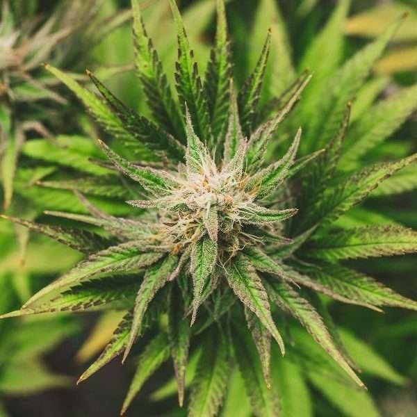 Cannabis Ambient Scent , the perfect solution in a chaotic workplace