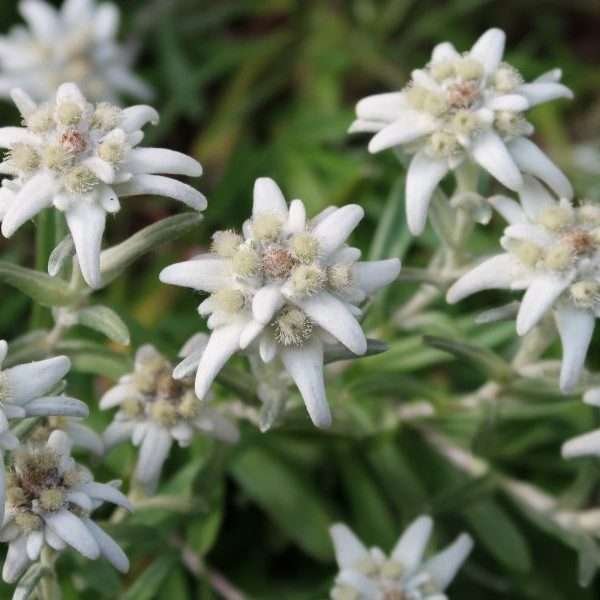 Edelweiss Christmas fragrance
