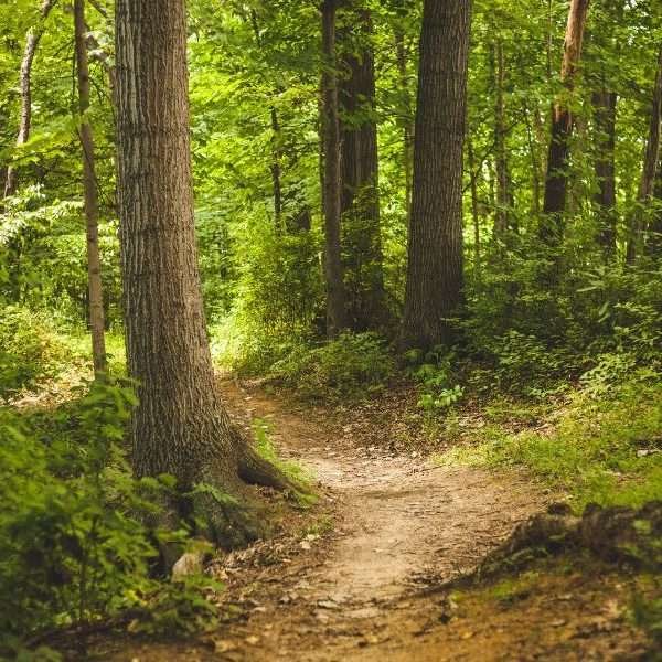 Woods fragrance Environments