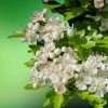 Profumo Ambiente Biancospino, fragranze ambienti, deodorante ambienti, profumazione ambienti, marketing olfattivo, aroma per ambienti