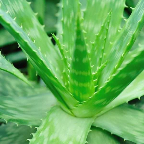 Aloe illat