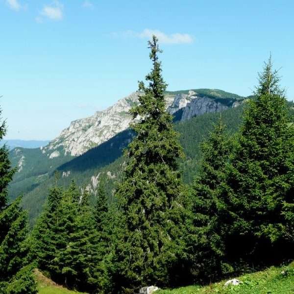 Scent Environment Scots pine