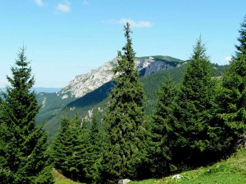 Fragranze ambienti.jpg