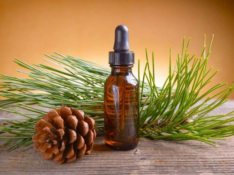 Pine scent cheap