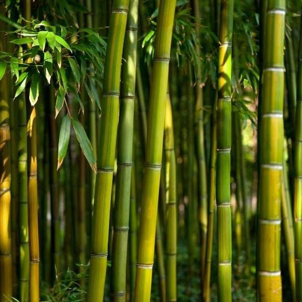 bamboo scent air
