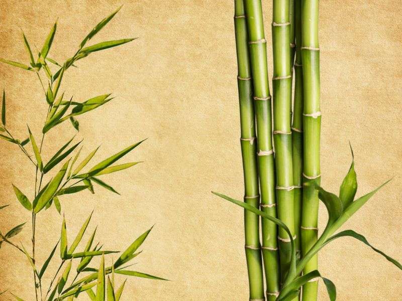Profumo Ambiente Bamboo