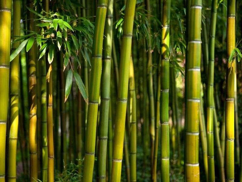 Profumo Ambiente Bamboo, Profumo Ambiente Bambù  fragranze ambienti, deodorante ambienti, profumazione ambienti, marketing olfattivo