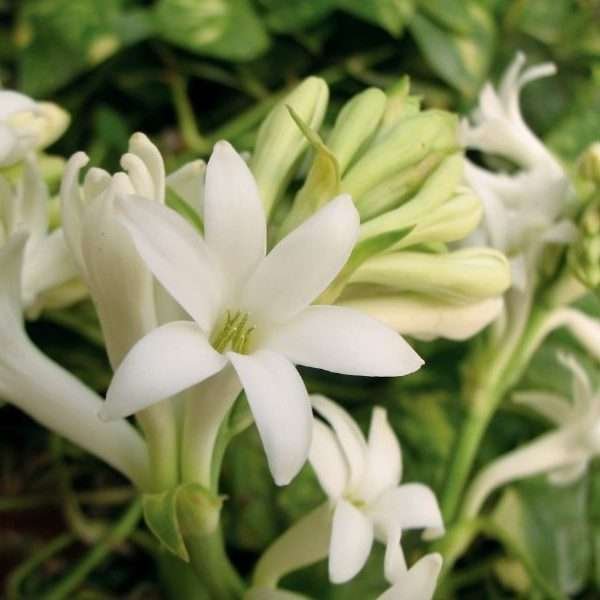 Tuberose Ambient Perfume Always considered a niche perfume, this mix of fragrances is recommended for welcoming environments