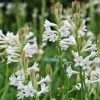 Profumo ambiente tuberosa