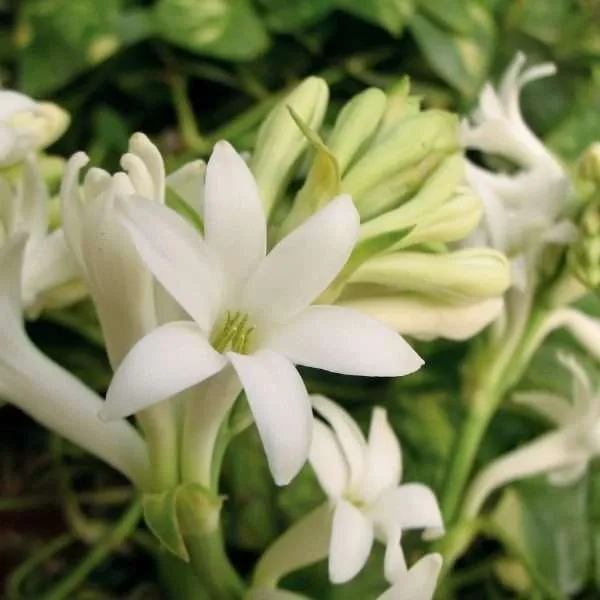 Profumo ambiente tuberosa suave, fragranze per ambienti, profumazione ambienti