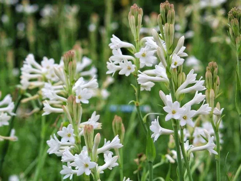 Profumo ambiente tuberosa suave, fragranze per ambienti, profumazione ambienti,  aroma tuberosa suave