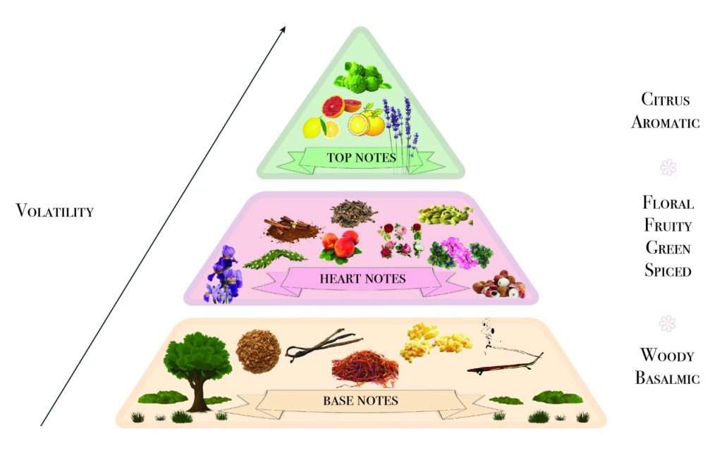 La piramide olfattiva cos'è e come ci permette di valutare l'armonia di profumi e fragranze