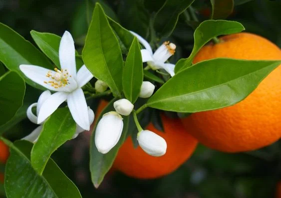 Zagara profumo ambienti